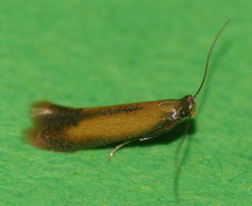 Coptotriche marginea
